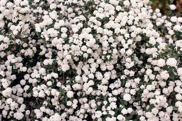 Beaucoup Belles Grandes Fleurs Blanches Sur Buisson Jardin Spiraea Vahouttei — Photo