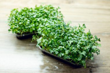 Konteynırda taze turp mikroyeşil yapraklar var. Ahşap arka planda mikroçim filizleri. Tohum yetiştirme, şehir çiftliği. Vejetaryen ve sağlıklı beslenme konsepti. seçici odak