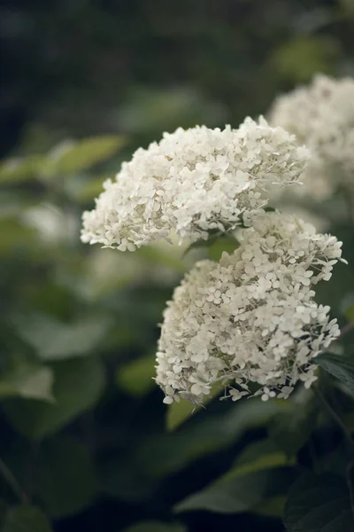 Belles Fleurs Blanches Hortensia Dans Jardin Sur Fond Vert Flou — Photo