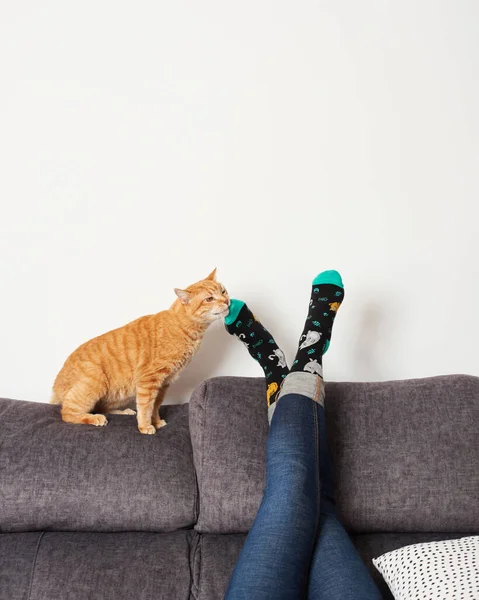 Kot obok kobiecych stóp ze skarpetkami na sofie — Zdjęcie stockowe