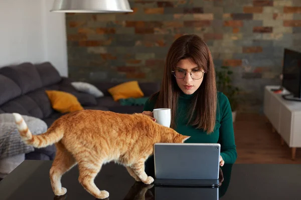 Woman in the kitchen using her laptop with her pet cat
