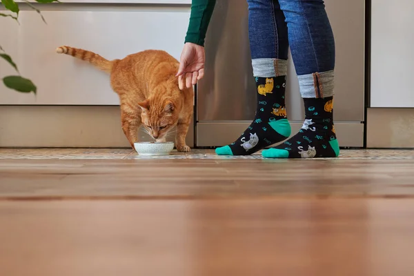 Unrecognizable woman feeding her cat in socks Royalty Free Stock Images