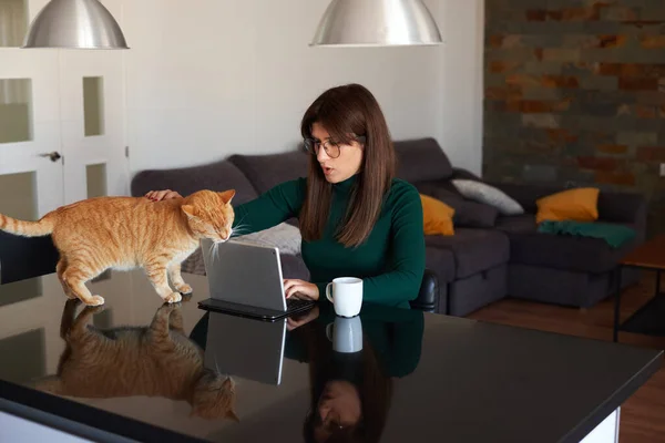 Woman in the kitchen using her laptop with her pet cat Stock Image