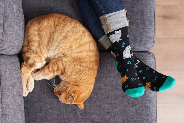 Cat next to womans feet with socks on a sofa Stock Photo