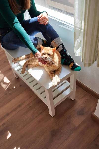 Unrecognizable woman stroking her cat inside her house Stock Photo