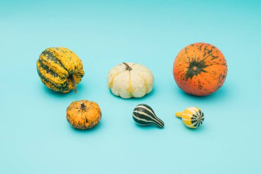 Farklı boyutlarda, şekillerde ve renklerde altı taze organik balkabağı mavi bir arkaplanda düzenlenmiştir.