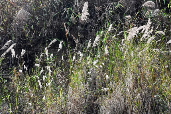 Grama Cogon Uma Grama Perene Alta Com Folhagem Verde Amarelada — Fotografia de Stock