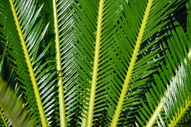 Uzun Dar Sivri Sivri Yeşil Sago avuç içi Cycas revoluta, yaprakları