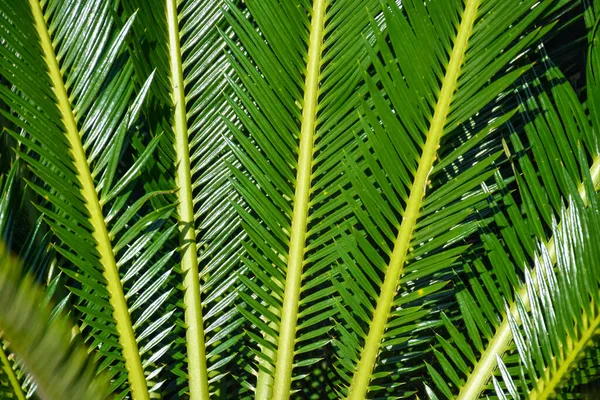 Uzun Dar Sivri Sivri Yeşil Sago avuç içi Cycas revoluta, yaprakları