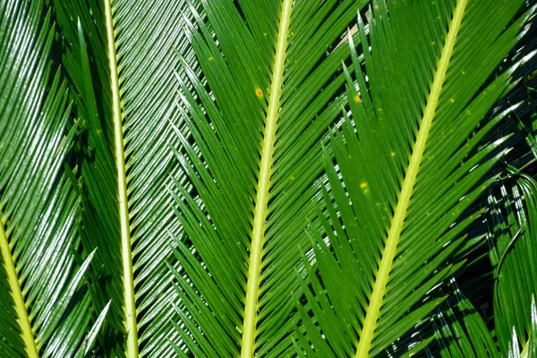 Długi Wąski Spiky Green Sago Palm Cycas Revoluta Liście — Zdjęcie stockowe