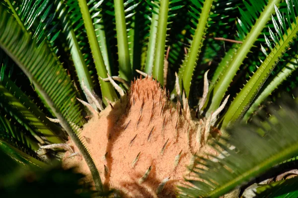 Cycas revoluta, Cycadaceae familyasından bir spor salonu türü.