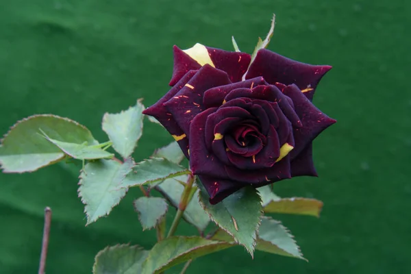 Kırmızı kestane gülünün çiçeğini kaplan gülü olarak da bilinir..