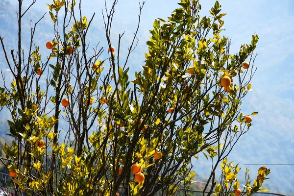 Darjeeling Variëteit Van Sinaasappelbomen Sinaasappelen Gemeenschappelijke Citrusvruchten Geteeld Darjeeling Sikkim — Stockfoto