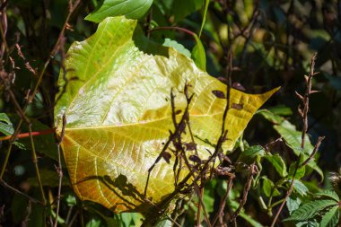 Düşmüş Solmuş yeşil ve sarı yaprağın yakın görüntüsü