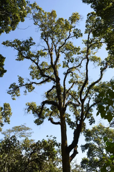 Gyönyörű Fák Fekete Törzzsel Kék Égbolttal — Stock Fotó