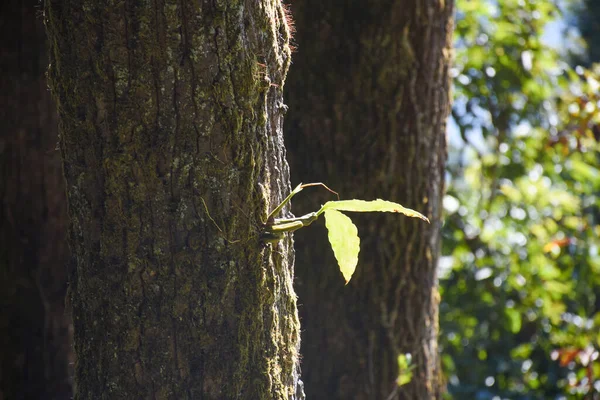 Ağaç Gövdesi Yosun Yeşil Yapraklı Orkide — Stok fotoğraf