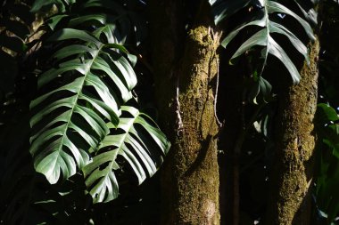 Canavar 'ın büyük yeşil yaprakları Deliciosa ağaç gövdesinde güzel bir dağcı bitkisidir.