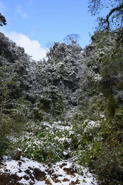 Schneebedeckte Kiefern Inmitten Des Himalaya Waldes — Stockfoto