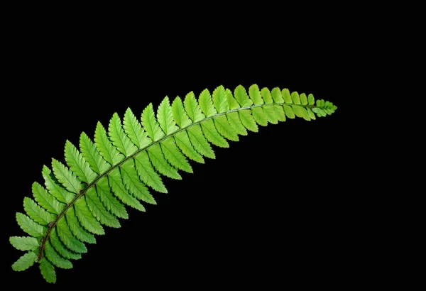 Ptilopteris Triptera Kunze Hayata Plantas Siempreverdes Helecho Común Del Himalaya — Foto de Stock