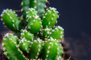 Cereus repandus, Peru elmalı kaktüsü, büyük, dik, dikenli bir kaktüstür.