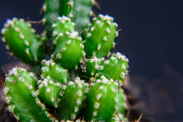 Cereus repandus, Peru elmalı kaktüsü, büyük, dik, dikenli bir kaktüstür.