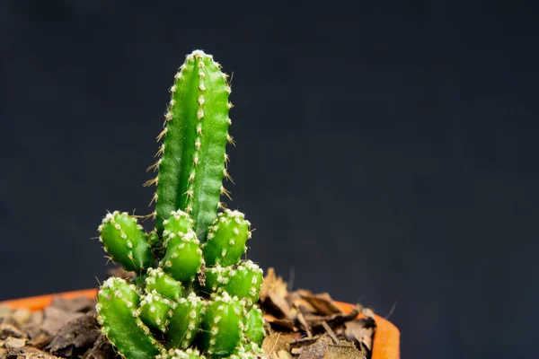 Echinopsis peruviana, Peru meşale kaktüsü, hızlı büyüyen bir sütun kaktüsüdür..