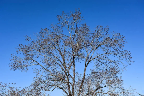 Betula pendula, yaygın olarak gümüş huş ağacı, siğilli huş ağacı, Avrupa beyaz huş ağacı veya Doğu Asya beyaz huş ağacı olarak bilinir.