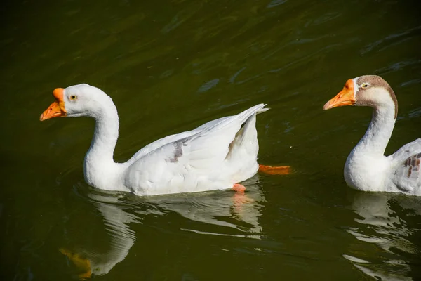 Chinese geese are light-weight, graceful birds. They have a long, slightly curved neck and a rounded, prominent knob on the head.