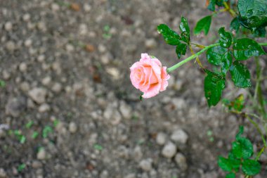 closeup görünümü güzel pembe Gül