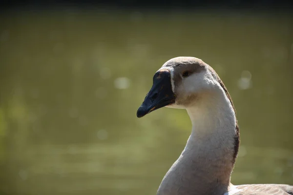 Chinese geese are light-weight, graceful birds. They have a long, slightly curved neck and a rounded, prominent knob on the head