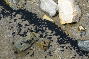 tadpole, also called polliwog, aquatic larval stage of frogs and toads. Compared with the larvae of salamanders.