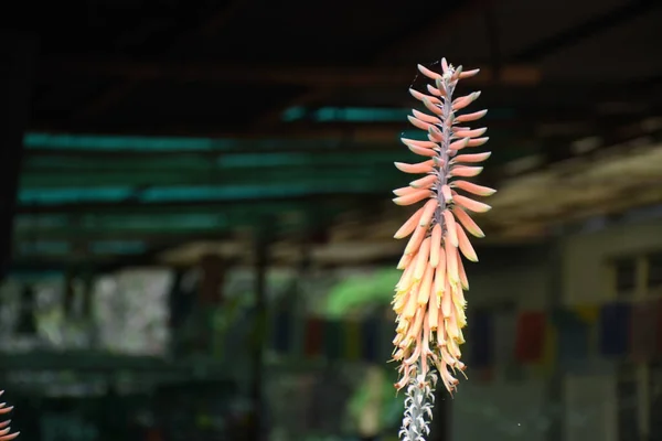 Avustralya Asphodelaceae; turuncu aloe vera çiçekleri kümesi.