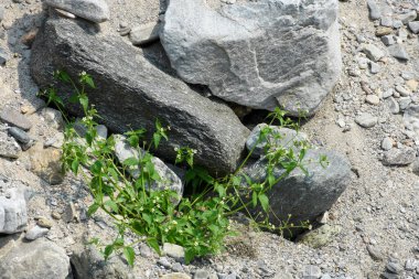 Yeşil Nehir Adaçayı Fabrikası ve Himalyan nehirleri..