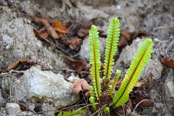 Nephrolepis exaltata, the sword fern is admired for able to survive with fairly low levels of water, commonly known as Flat Fern.