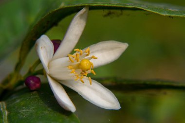 Limon ağaçları tüm yıl boyunca ortaya çıkabilecek güzel, beyaz, güzel kokulu çiçekler üretir..