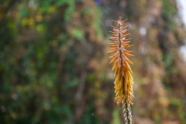 Avustralya Asphodelaceae; turuncu aloe vera çiçekleri kümesi