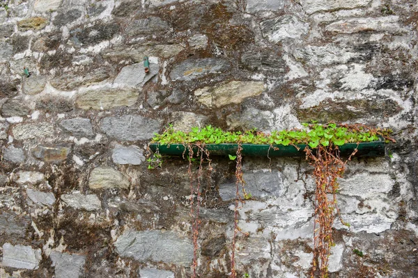 Sıradan Ivy, taş duvarda güzel süslenmiş..