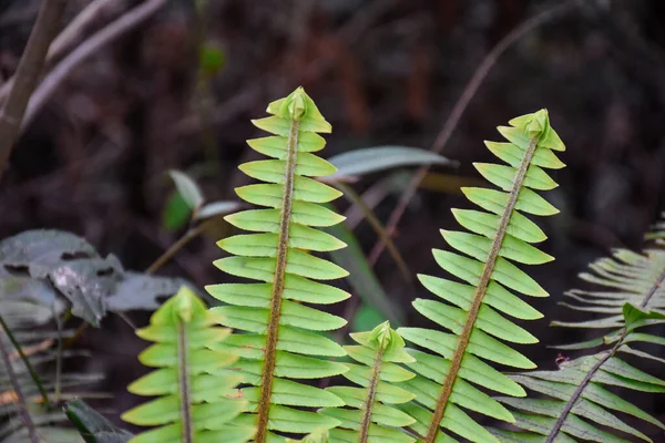 Nephrolepis Exaltata Sword Fern Admired Able Survive Fairly Low Levels — Stock Photo, Image
