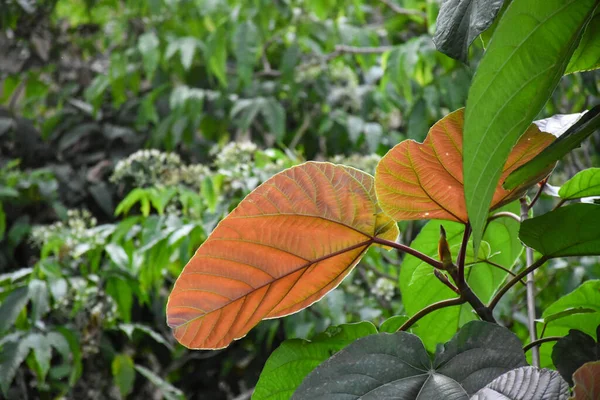 Ficus Auriculata Taze yapraklar gün ışığında parlıyor.