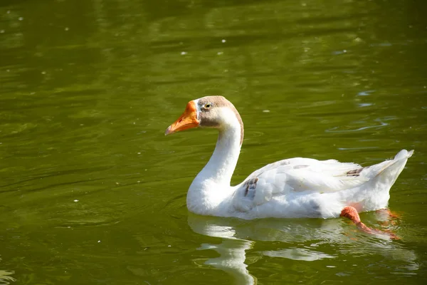 Chinese geese are light-weight, graceful birds. They have a long, slightly curved neck and a rounded, prominent knob on the head.