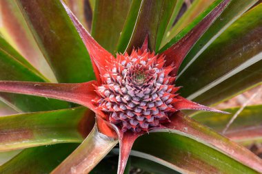 Beautiful red wild pineapple, Bromelia pinguin is a large, perennial bromeliad with spikey fronds that grow up to two meter long.
