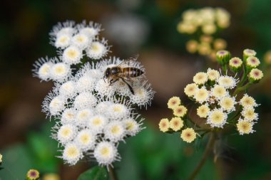 Ageratina adenophora, yaygın olarak Crofton otu olarak bilinir.,