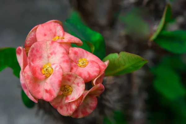 Dikenli taç, aynı zamanda İsa dikenli dikenli dikenli bitki, sulu çalıların çoklu sapları ve koyu yeşil yaprakları vardır..