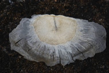 Oroxylum indicum is a well-known medicinal tree in Asia.