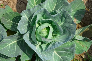 Cabbage, comprising several cultivators of Brassica oleracea, is a leafy green, red, or white biennial plant