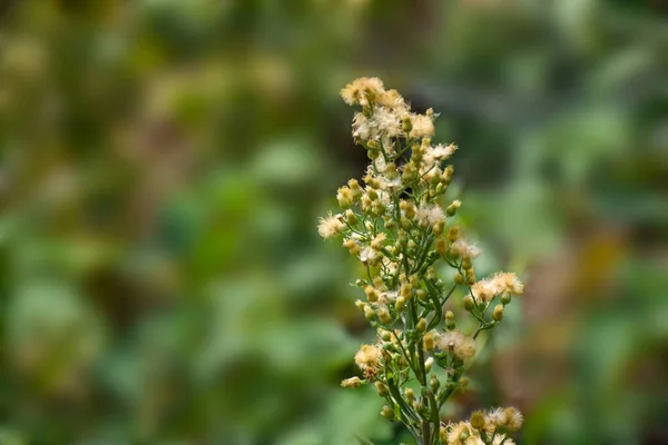 Erigeron Canadensis Úgynevezett Horseweed Egy Éves Gyógynövény Magas Gyéren Szőrös — Stock Fotó