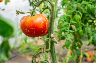 Bahçede hasada hazır olgun organik domatesler. Biyolojik domates. Serada yetişen domates.