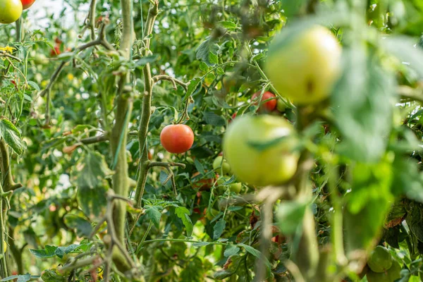 Tomates Ecológicos Maduros Huerta Listos Para Cosechar Tomates Bio Tomate — Foto de Stock