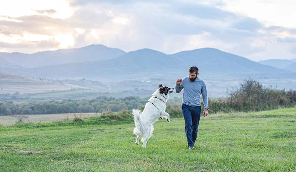 Enerjik köpek çubuk için zıplıyor. Köpeğiyle parkta oynayan adam..