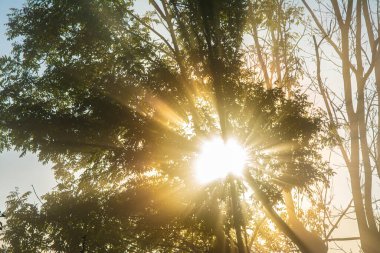 Parkta yeşil yaprakları olan ağaçların arasından alçak açılı güneş ışığı manzarası. Yaz ormanında yoğun sabah sisi.